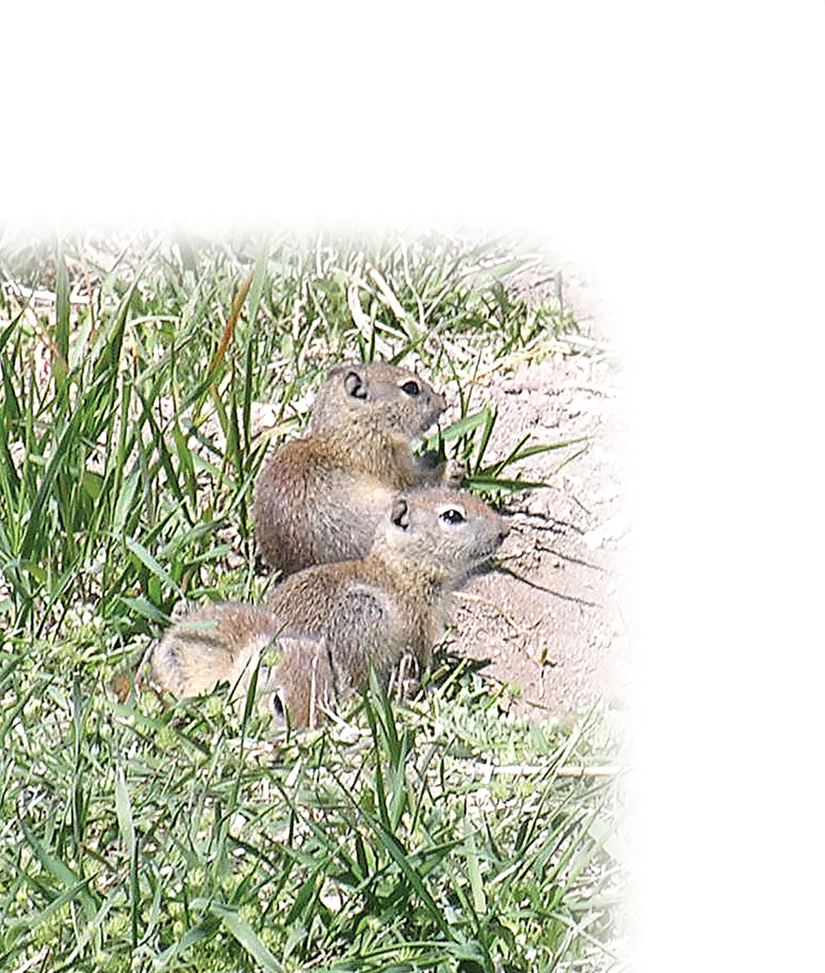 n Mike’s outing in Oregon, the little Belding’s ground squirrels often offered multiple targets. That fueled his interest in an autoloading varmint rifle.