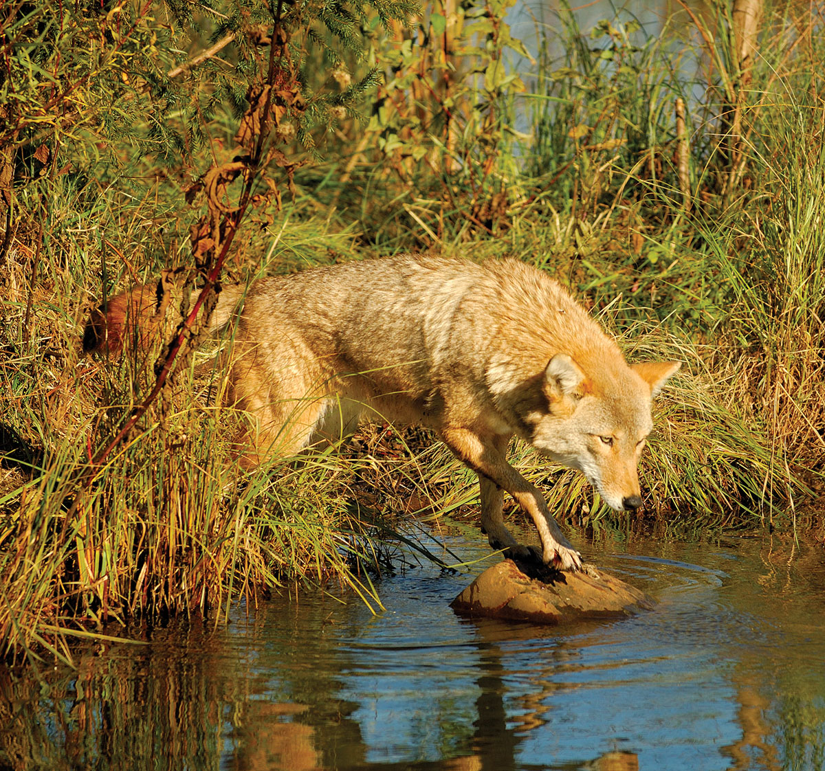 For coyotes or foxes, the .20 VarTarg is the ideal medium- to long-range cartridge.