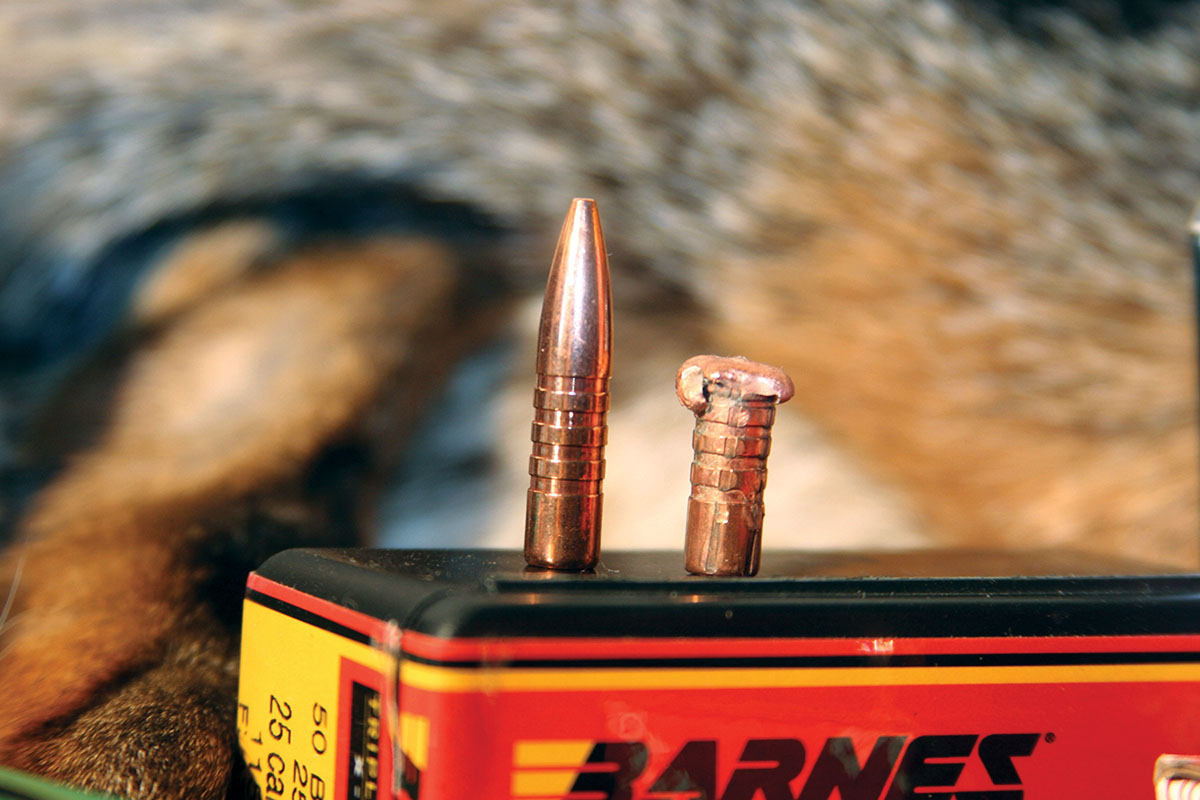 This .25-caliber Barnes 115-grain TSX was recovered from a coyote shot at 1,000 yards through the upper body.