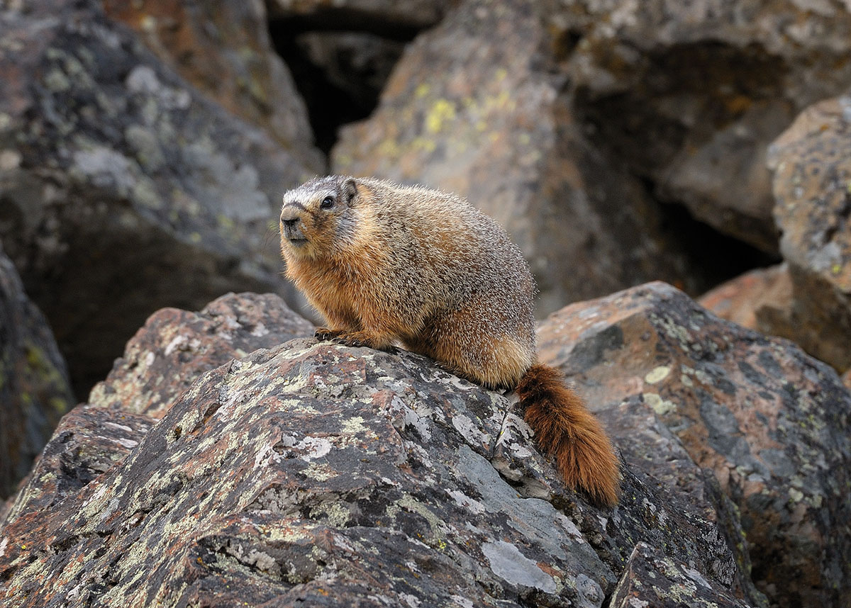 For woodchucks, the cartridge is perfect.