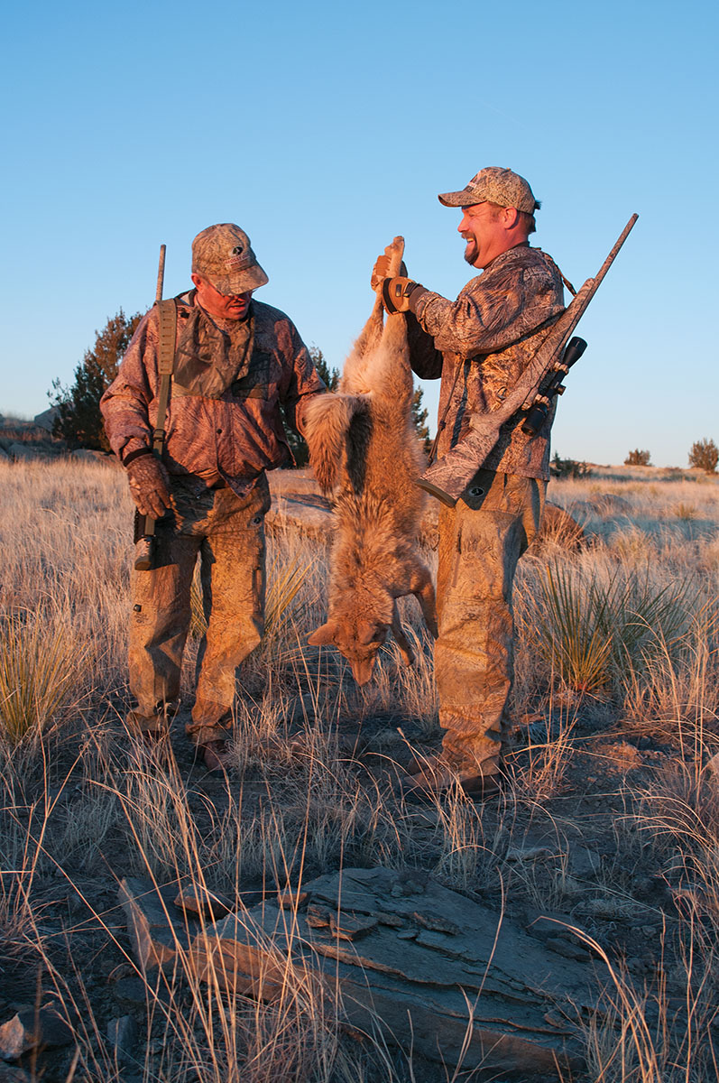 Rifles chambered in 223 Remington have been used by coyote hunters and varmint shooters for more than 50 years.