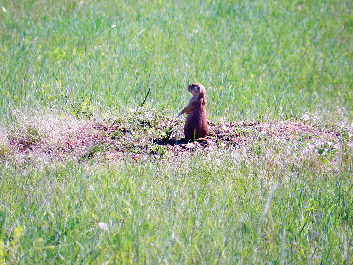 Varmint shooting with a suppressor results in less noise and prolonged shooting, as varmints like ground squirrels and prairie dogs stay topside much longer after shooting starts.
