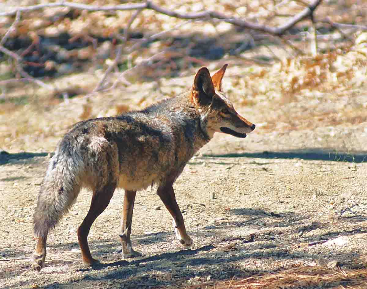 The .27-270 WSM’s flat trajectory makes it ideal for hunting coyotes where quick shots might need to be taken from 40 feet to 400 yards.