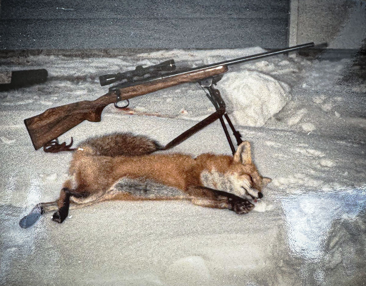 The first fox the author harvested at the age of fifteen with the Remington 788 chambered in 22-250.