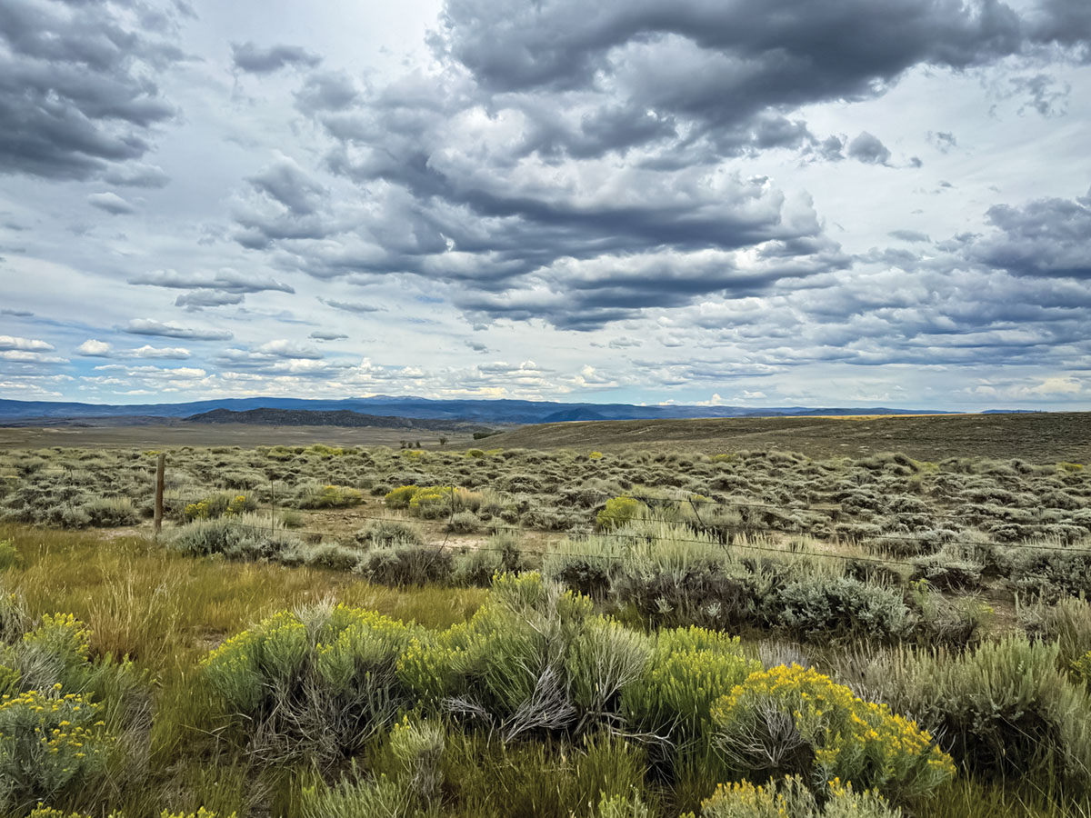 Areas of low brush can limit visibility and require precision spotting and shooting opportunities. Sometimes only a prairie dog’s head can be seen peering over a bush. Good glass and an accurate rifle are a boon to the varmint hunter.