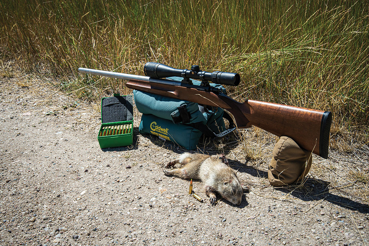 While in Wyoming, countless prairie dogs were shot using the Cooper Model 38 in 218 Mashburn Bee. The terminal performance and accuracy were stellar; even from prone and modified shooting positions, the rifle was light and handy enough to easily and quickly get in position to take a shot.
